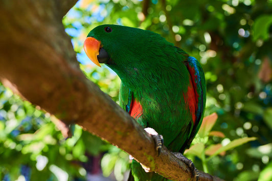 Kiwi, the green car alarm